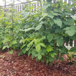 20180611_113219