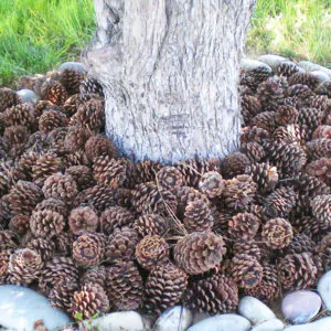mulchirovanie-shishkami-sosny-1